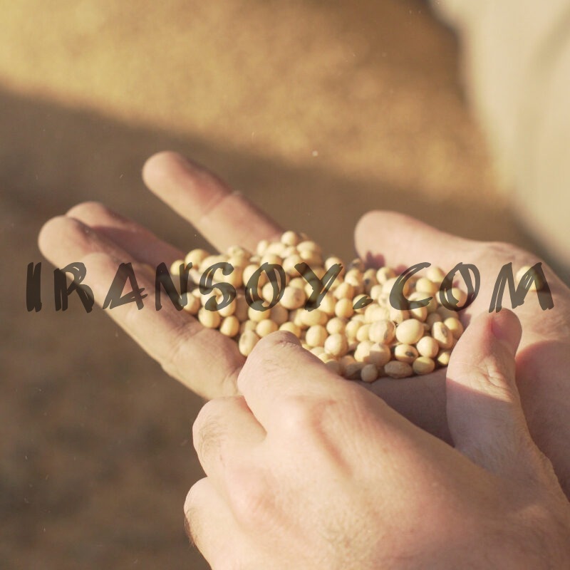 لوبیا سویا خام کیسه 40 کیلویی اعلا 20 قیمت فروش دانه سویا برزیل و آمریکا